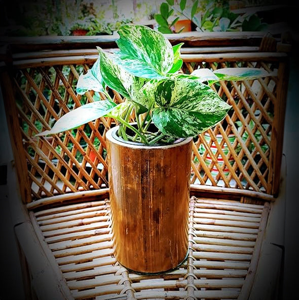 Gachwala Natural Bamboo Planter/Wooden Container - Garden Decoration Planters/Pot for Balcony - Plants Decorative Accessories (Bamboo Container with Plastic Cap (15 to 25 cm) - B8)