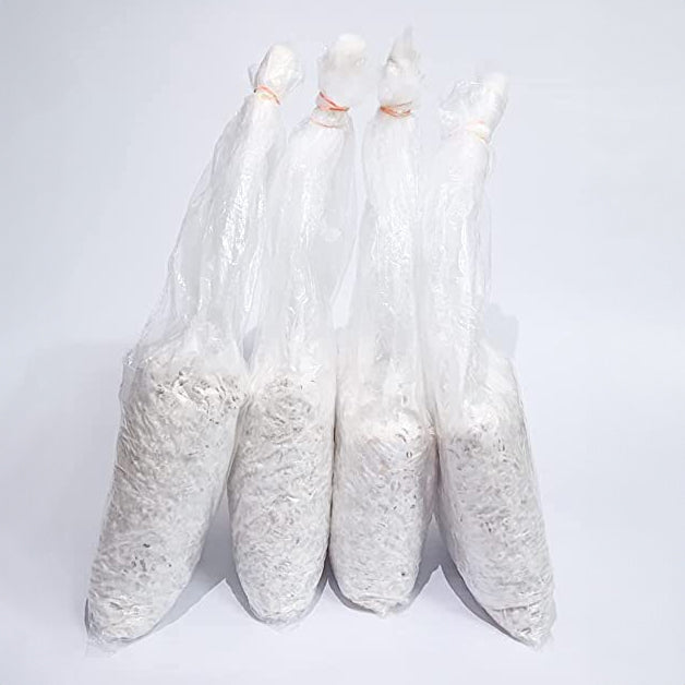 Oyster Mushrooms Spawn - Grain Seeds - First Generation High Yield White Mycelium Spores Edible CO2 Variety + PP