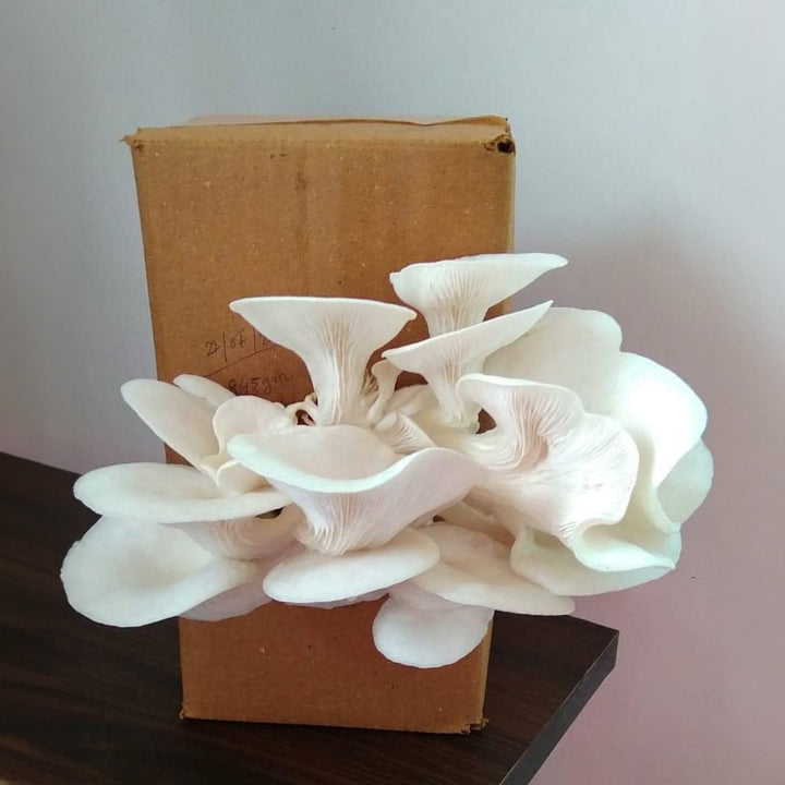 Mushroom Growing Kit - Oyster Mushroom Seeds for Home ( Grow Your Own Kits ) - 1 Packet Mushroom Spawn + Straw + PP Bag - DIY Project