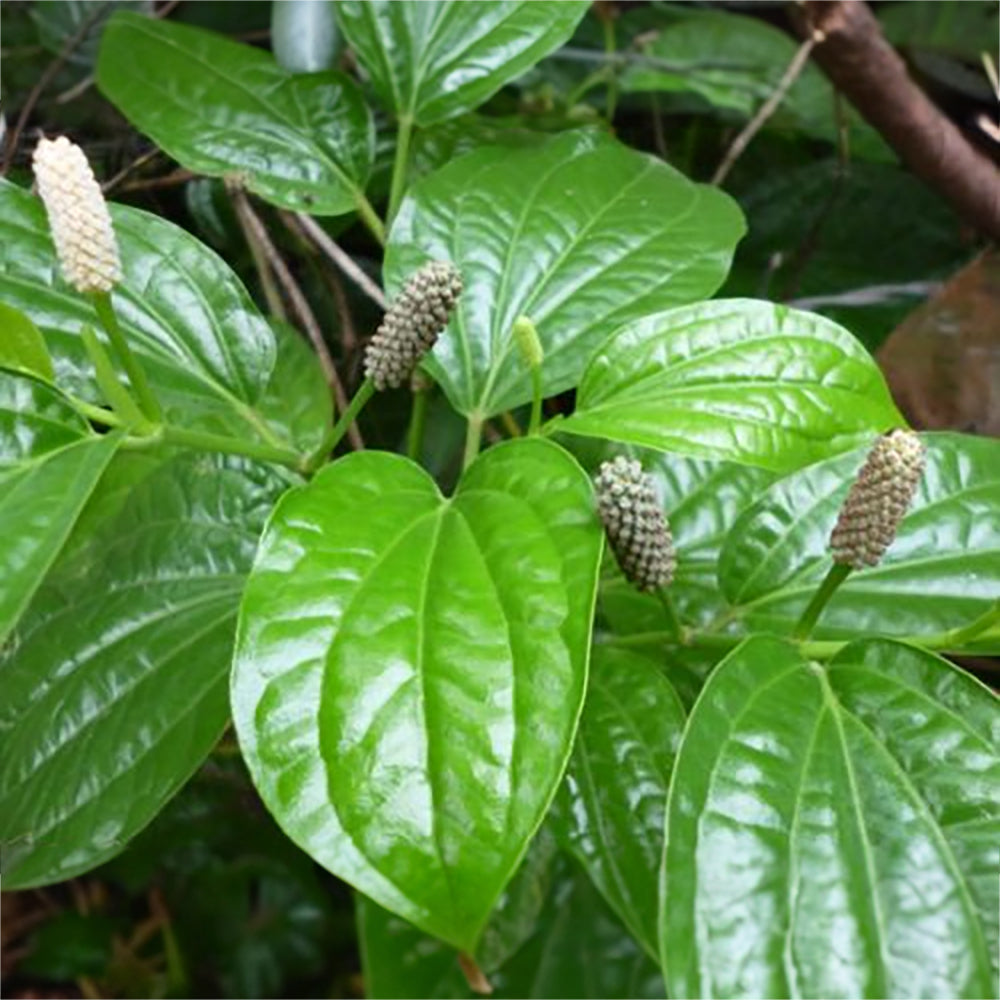Piper Chaba Choi Jhal Plant, Chui Jhal Plant, Chuijhal, Chuijhal Spices, Choi Jhal Tree, Piper Chili, Medicinal Plant, 1 Live Plant with Pot