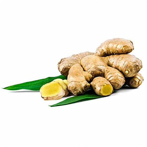 Curcuma Amada - 10 Rhizomes (Mango Ginger) | Medicinal Plant | Herbal Spice for Kitchen | White Turmeric Root