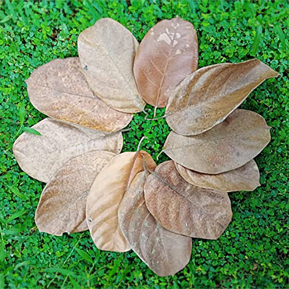 Dried Jackfruit Leaves - Katahal Leaves - Sukhi Kathal Ki Patti (25 LEAVES)