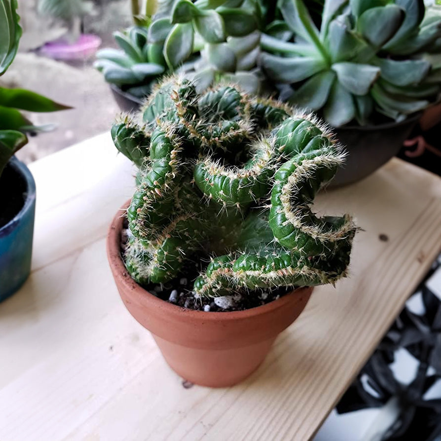 Opuntia Cylindrica Cristata Cactus (Big Size) | Emerald Idol | Exotic Rare Collectors Choice Plant | Angel Wings cactus