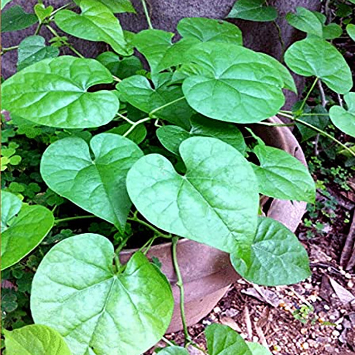 Giloy Plant (Tinospora cordifolia) | Gulanch Medicinal Plant | Herbal Natural Plant Gurcha