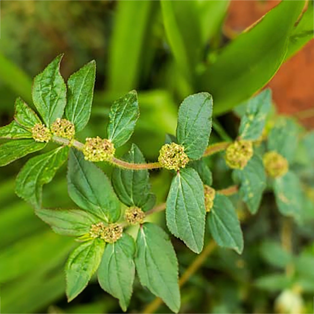 Euphorbia hirta (Asthma Plant Live) | Medicinal Plant Live | Asthma Weed | Betel Vine Plant | Ayurvedic Herbal Plant | Live Plant with Pot