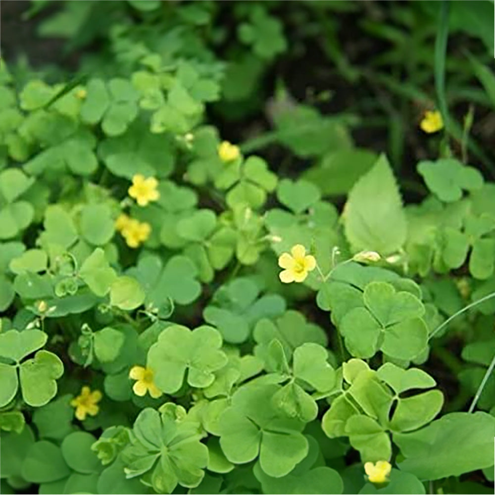 Indian sorrel (Oxalis corniculata) | Tin Patia | Medicinal Plant Live| Healthy Ayurvedic Plant | Changeri Plant Live