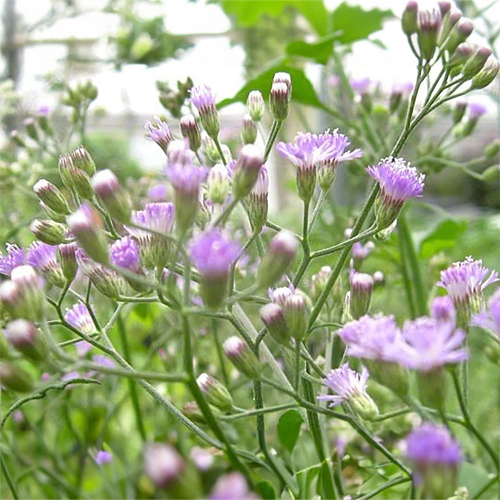 Sahadevi - Vernonia cinerea Live Plant - Sahdebi, Sahadebi, Purple fleabane, Little ironweed, Kukasim - Medicinal, Herbal, Vastu Plant