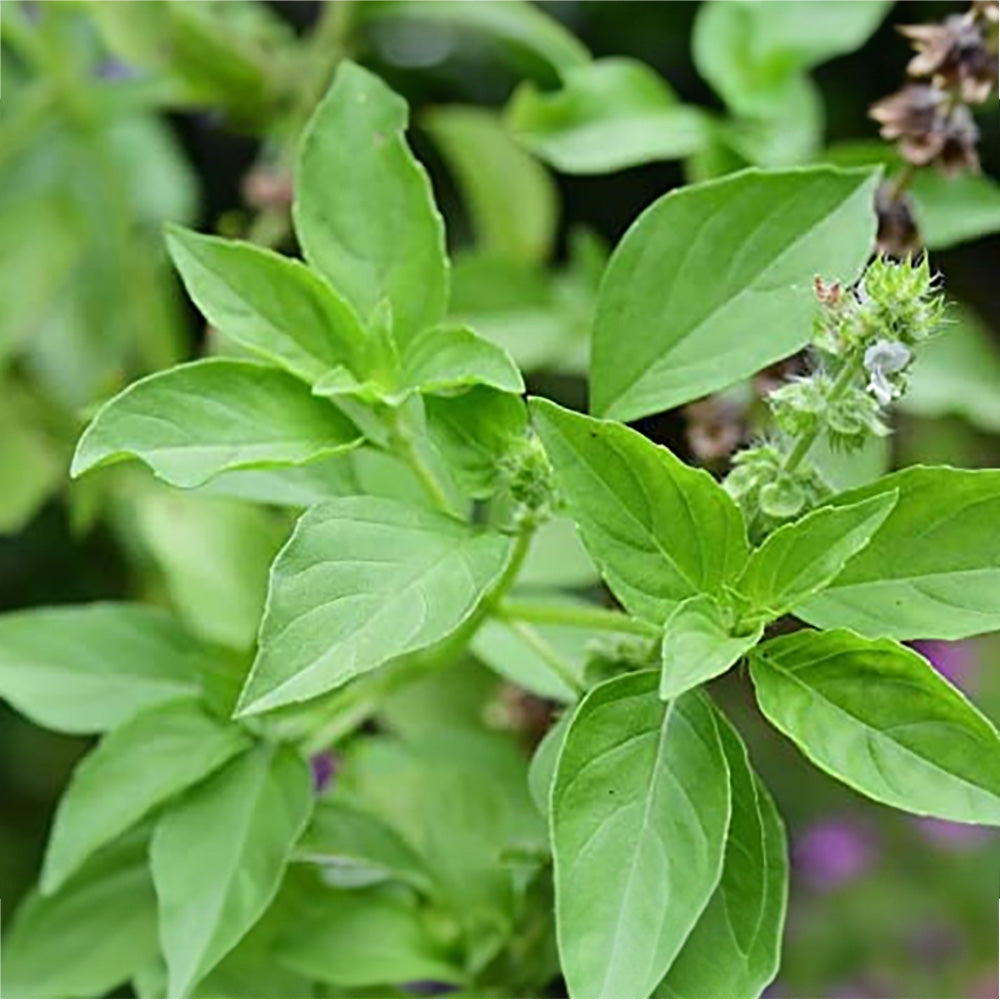 Lemon Tulsi - Healthy Live Plant | Kitchen Herb | Holy Lemon Basil | Medicinal Plant | Lemon Basil Live | Garden Plant | Plant with Pot (Lemon Tulasi)