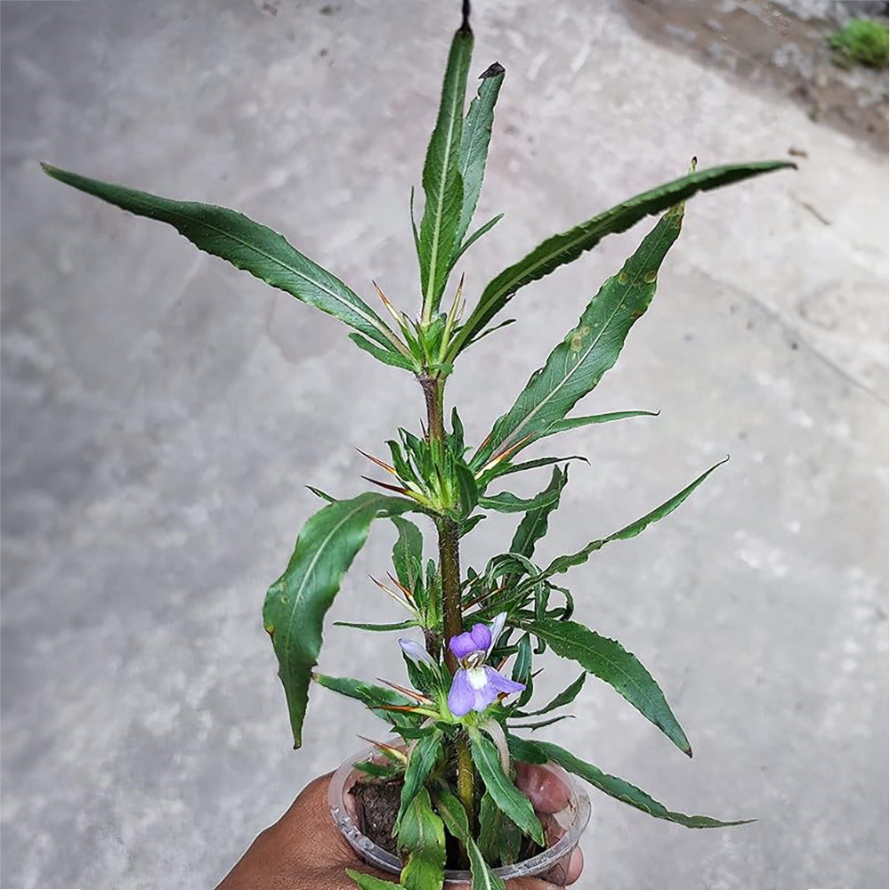 Gachwala Kulekhara Live Plant (Hygrophila Auriculata) Kokilaksha, Gokulakanta, Go-kanta, Gokanta, Kokilaksha, Neeramulli (Nirmulli), Swampweeds Ayurvedic Plant Live with Pot (Set of 2)