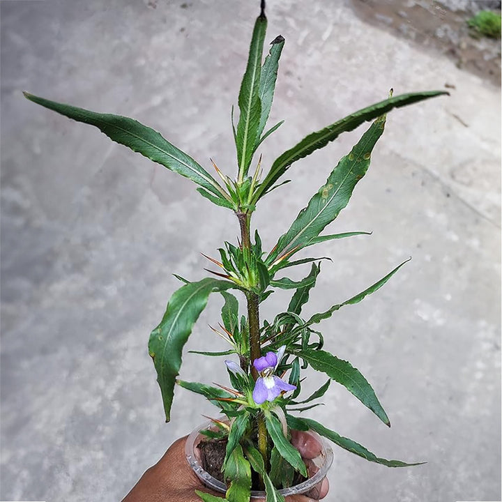Gachwala Kulekhara Live Plant (Hygrophila Auriculata) Kokilaksha, Gokulakanta, Go-kanta, Gokanta, Kokilaksha, Neeramulli (Nirmulli), Swampweeds Ayurvedic Plant Live with Pot (Set of 2)