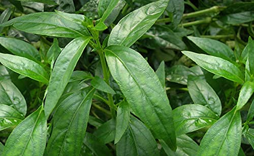 Kalmegh (Andrographis paniculata) | Green Chiretta | Kalpnath | King of Bitters | India Echinacea Plant | Ayurvedic Medicinal Plant with Pot