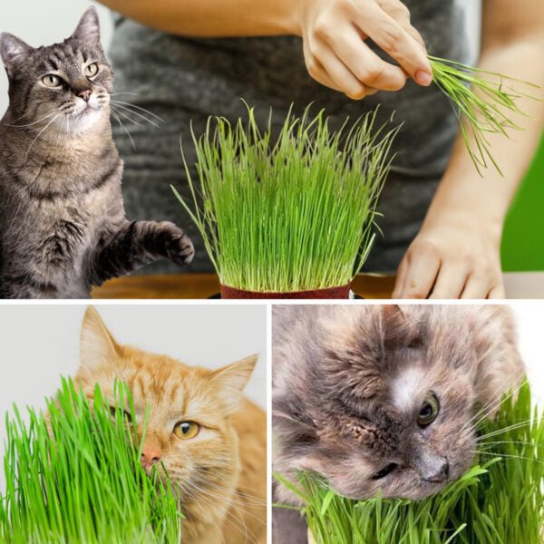 Gachwala Catgrass Growing Kit for Indoor &amp; Outdoor Cats| Cat Grass Growing Kit with 4-Cocopeat Discs|3-Packets Of Chemical Free Wheat Grass Seeds| 1-Grass Planter