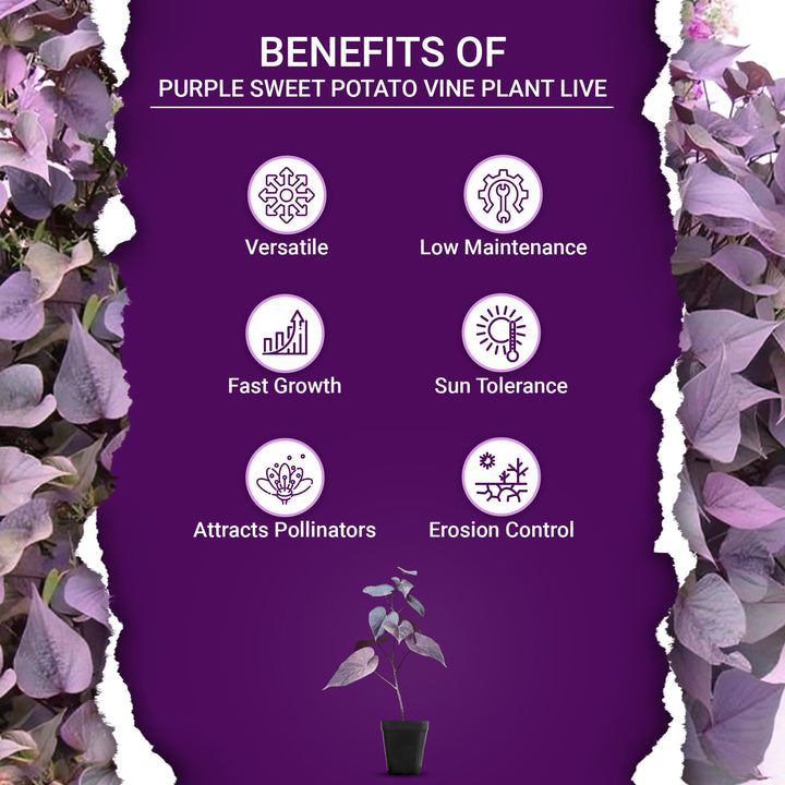 Sweet Potato Vine (Ipomoea Batatas) Plant Live | Ornamental Hanging Plant | 1 Healthy Live Plant with Pot - (Green/Black/Pink Frost)
