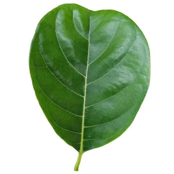Fresh Jackfruit Leaves - Artocarpus heterophyllus /Jackfruit tree leaves - 50 fresh leaves