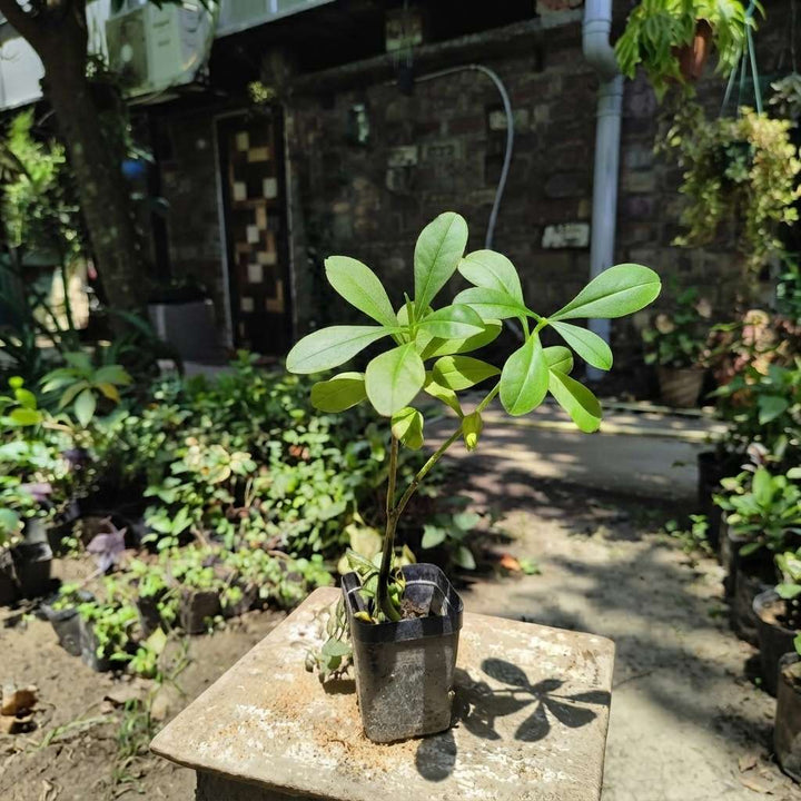 Jewels of Opar - Talinum paniculatum Live Plant | Fameflower , Pink Baby-Breath ,Exotic Herbal Live Plant With Pot
