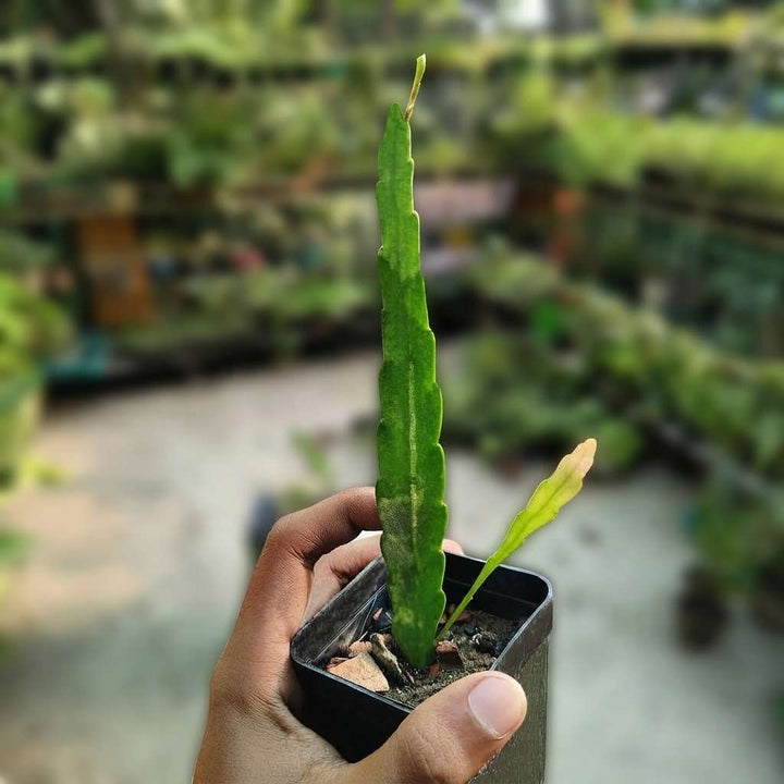 Jungle Cactus Orchid Plants | Epiphyllum Pink Cactus | 1 Healthy Live Plant with Pot
