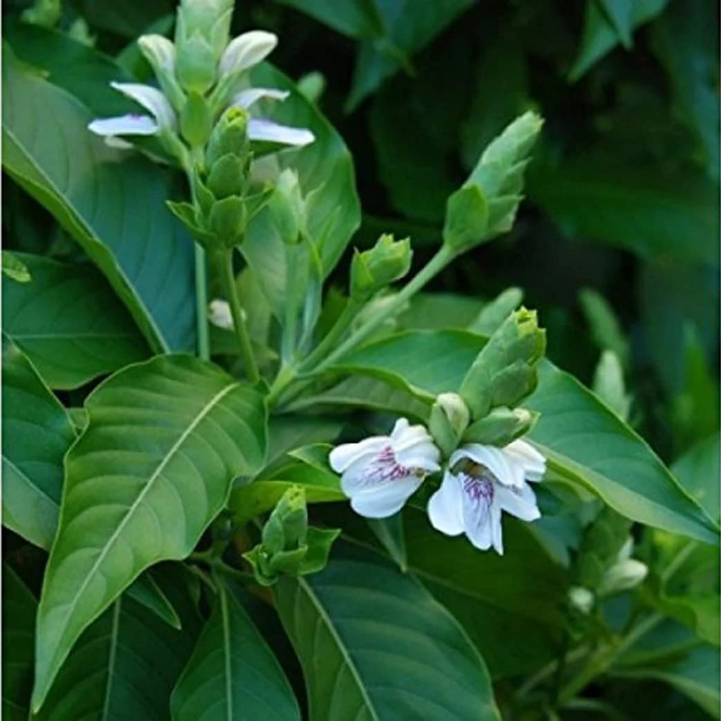 Vasaka (Justicia adhatoda) Live plant | Malabar nut | Vasa | Adhatoda Medicinal Herb | Medicinal Plant Live with Pot