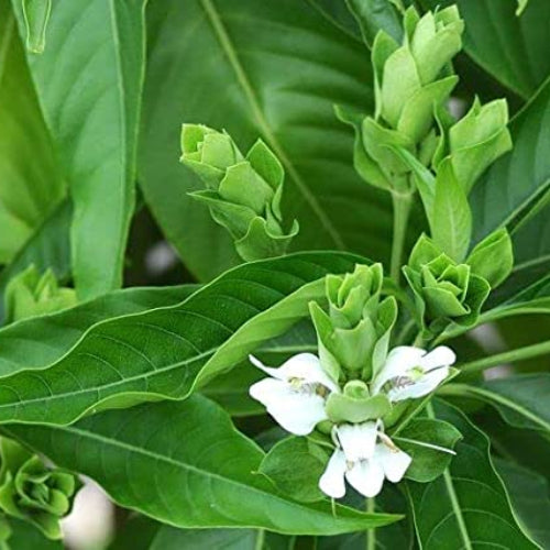 Vasaka (Justicia adhatoda) Live plant | Malabar nut | Vasa | Adhatoda Medicinal Herb | Medicinal Plant Live with Pot