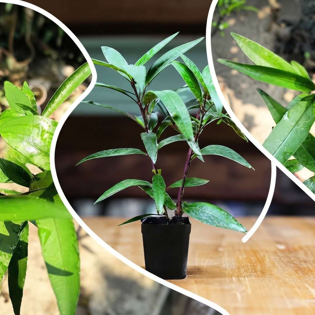 Rare Willow-leaved Justicia | Vaathamkolli Justicia gendarussa | Medicinal Plant With Pot