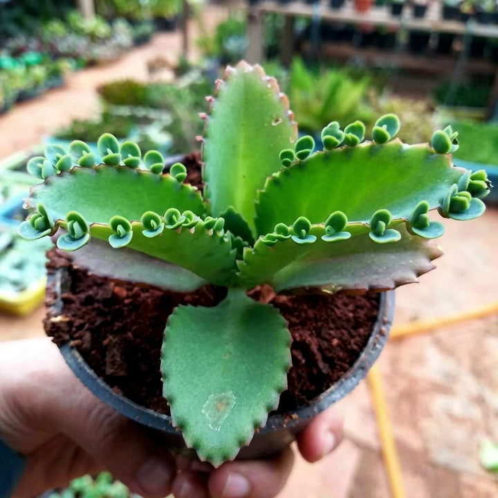Kalanchoe laetivirens Live Plant | Mother of Thousands Live Plant | Medicinal Exotic Succulent Plant | 1 Healthy Live Plant with Pot