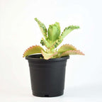 Kalanchoe laetivirens Live Plant | Mother of Thousands Live Plant | Medicinal Exotic Succulent Plant | 1 Healthy Live Plant with Pot