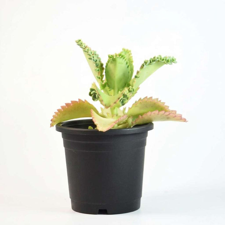 Kalanchoe laetivirens Live Plant | Mother of Thousands Live Plant | Medicinal Exotic Succulent Plant | 1 Healthy Live Plant with Pot