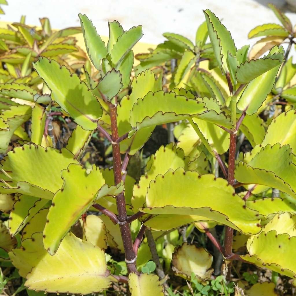 Miracle Leaf Live Plant (Kalanchoe Pinnata) | Cathedral bells | Goethe Plant | Life Plant | Pathor Kuchi Plant | Succulent Plant with Pot