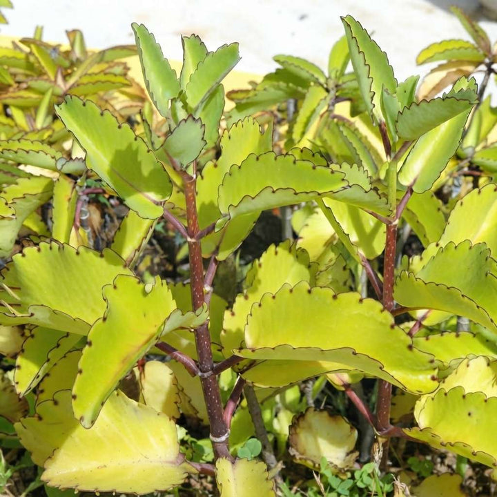 Miracle Leaf Live Plant (Kalanchoe Pinnata) | Cathedral bells | Goethe Plant | Life Plant | Pathor Kuchi Plant | Succulent Plant with Pot