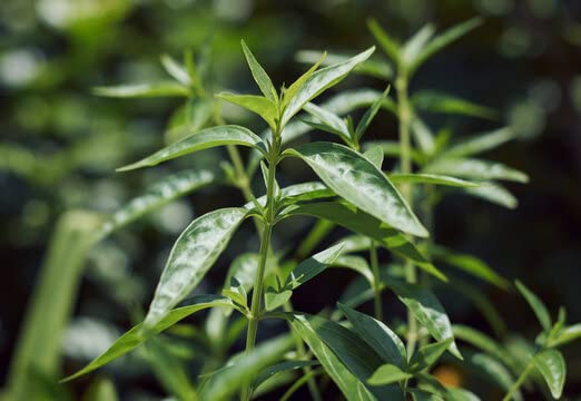 Kalmegh (Andrographis paniculata) | Green Chiretta | Kalpnath | King of Bitters | India Echinacea Plant | Ayurvedic Medicinal Plant with Pot