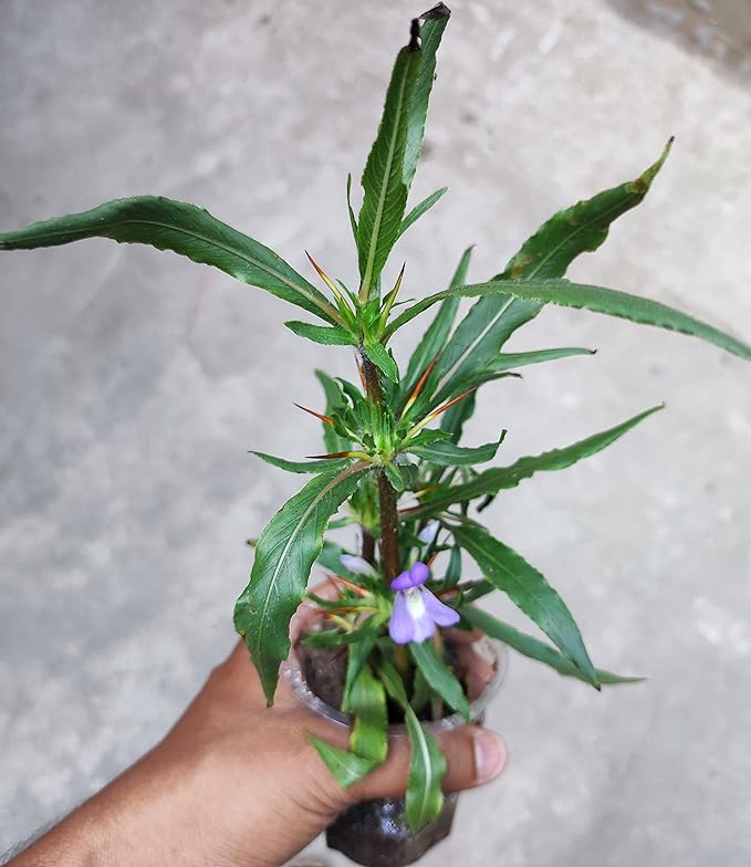 Kulekhara Live Plant (Hygrophila Auriculata) – Kokilaksha, Gokulakanta, Go-kanta, Gokanta, Neeramulli, Swampweeds Plant