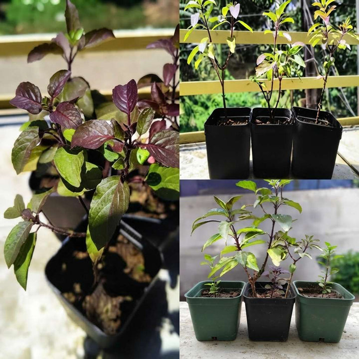 Tulsi Live Herbal Plant (Holy Basil) for Home, Balcony, Outdoor Garden with Pot (Krishna Tulsi)
