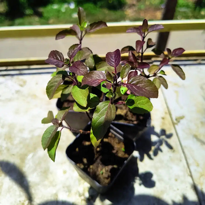 Tulsi Live Herbal Plant (Holy Basil) for Home, Balcony, Outdoor Garden with Pot (Krishna Tulsi)
