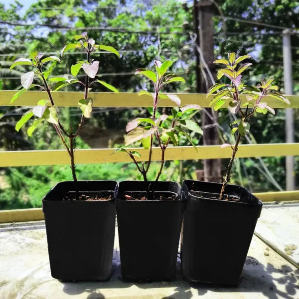 Tulsi Live Herbal Plant (Holy Basil) for Home, Balcony, Outdoor Garden with Pot (Krishna Tulsi)