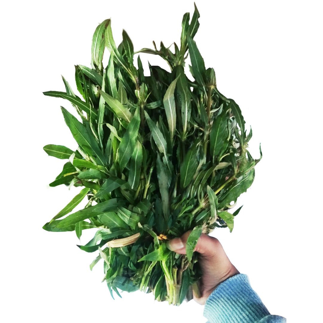 Gachwala Kulekhara Leaves – (20 to 25 Cutting Stem) Kokilaksha, Gokulakanta, Go-kanta, Gokanta, Kokilaksha/Neeramulli (Nirmulli)/Swamp weeds – Plant leaves