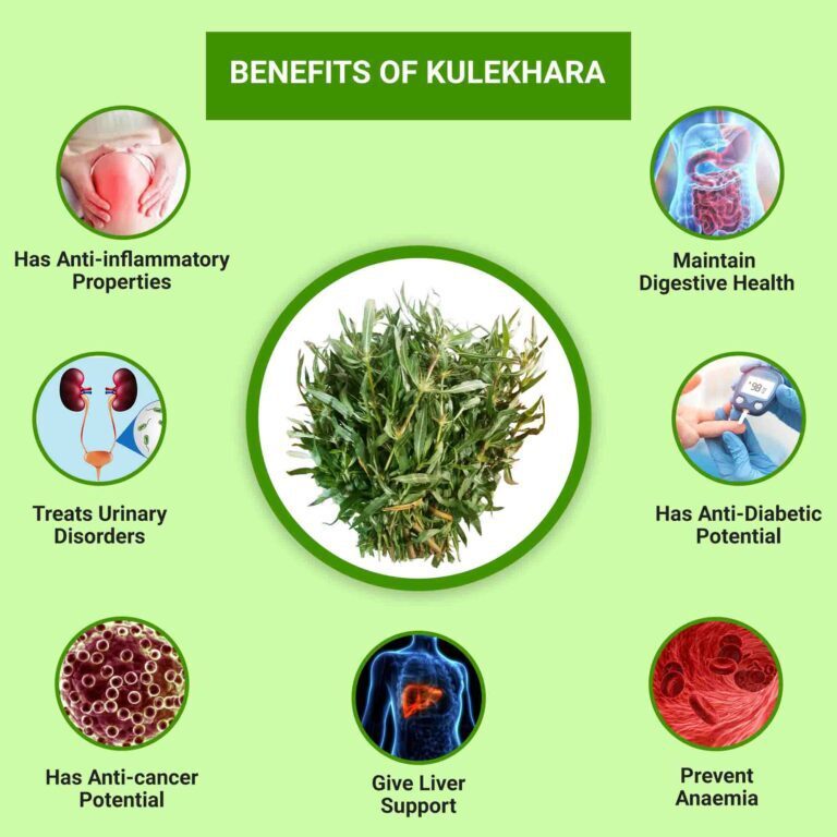 Gachwala Kulekhara Live Plant (Hygrophila Auriculata) Kokilaksha, Gokulakanta, Go-kanta, Gokanta, Kokilaksha, Neeramulli (Nirmulli), Swampweeds Ayurvedic Plant Live with Pot (Set of 2)