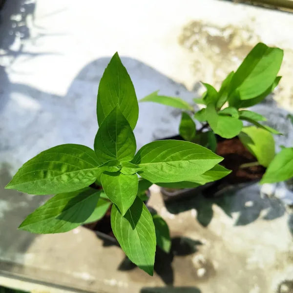 Lemon Tulsi - Healthy Live Plant | Kitchen Herb | Holy Lemon Basil | Medicinal Plant | Lemon Basil Live | Garden Plant | Plant with Pot (Lemon Tulasi)