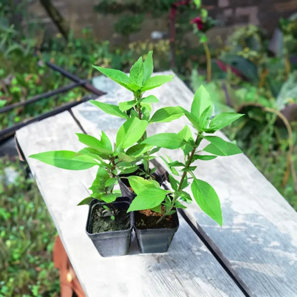Lemon Tulsi - Healthy Live Plant | Kitchen Herb | Holy Lemon Basil | Medicinal Plant | Lemon Basil Live | Garden Plant | Plant with Pot (Lemon Tulasi)