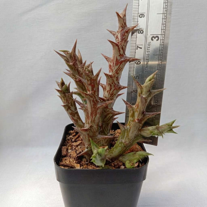 Stapelia Orbea dummeri (Lemon Green) Live Plant | Collector Choice Plant Live | Excotic Rare Plant | Succulent Plant | 1 Healthy Live Plant with Pot