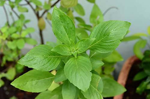 Lemon Tulsi - Healthy Live Plant | Kitchen Herb | Holy Lemon Basil | Medicinal Plant | Lemon Basil Live | Garden Plant | Plant with Pot (Lemon Tulasi)