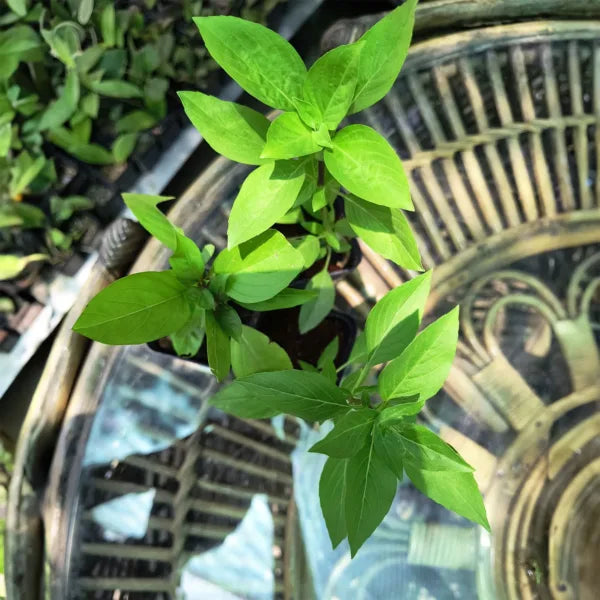 Lemon Tulsi - Healthy Live Plant | Kitchen Herb | Holy Lemon Basil | Medicinal Plant | Lemon Basil Live | Garden Plant | Plant with Pot (Lemon Tulasi)