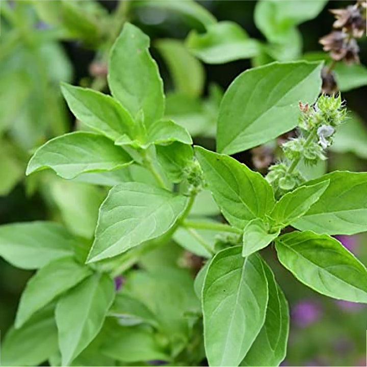 Lemon Tulsi - Healthy Live Plant | Kitchen Herb | Holy Lemon Basil | Medicinal Plant | Lemon Basil Live | Garden Plant | Plant with Pot (Lemon Tulasi)
