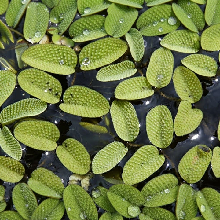 Watermoss (Salvinia natans) (Set of 2) Live Aquatic Plants Rare Plant - Water moss Live Plant for Pond / Aquarium- Healthy Live Plant | Floating Watermoss