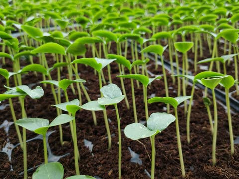 Cocopeat (Loose ) for Gardening &amp;amp; Plants, Coco Peat Powder Cocopeat Compost - Pack of (1/2/3/4/5/6) KG