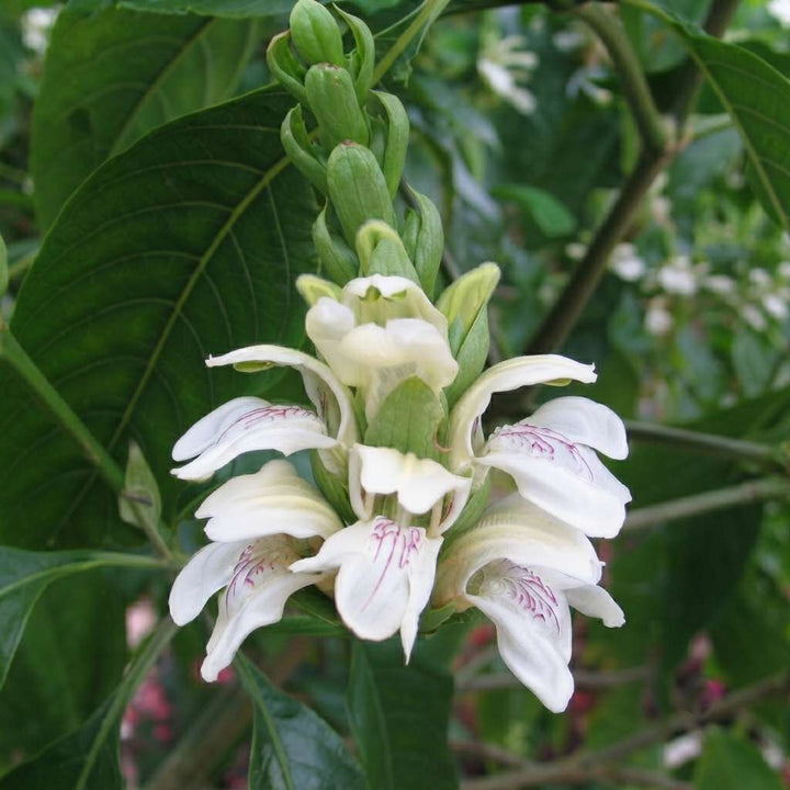 Vasaka (Justicia adhatoda) Live plant | Malabar nut | Vasa | Adhatoda Medicinal Herb | Medicinal Plant Live with Pot