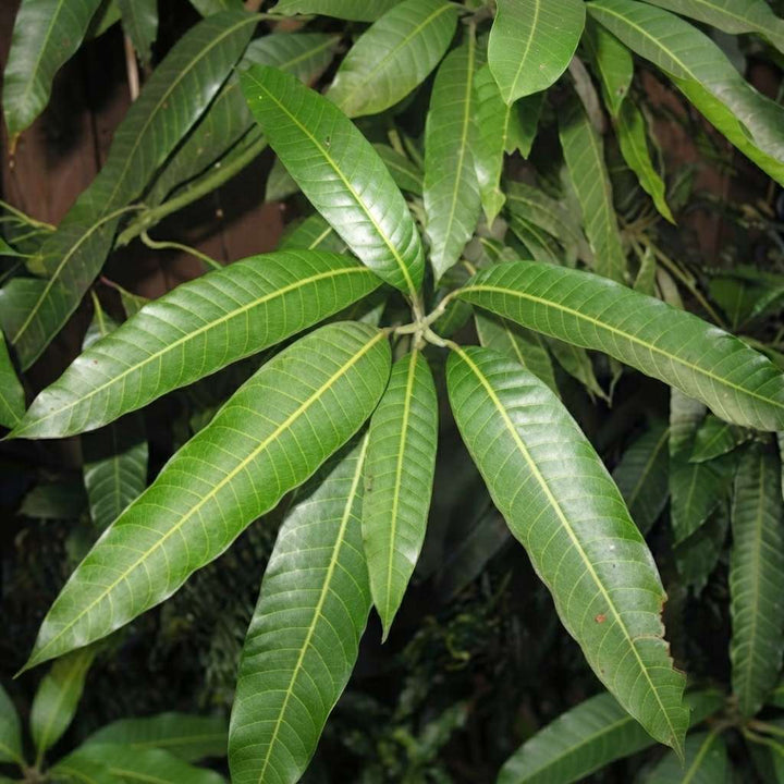 অর্গানিক ফ্রেশ আমের পাতা / আম কি পট্টি (২১টির প্যাক) | পূজার জন্য প্রাকৃতিক আমের পাতা | দরজার প্রবেশপথের জন্য আমের পাতার তোরণ