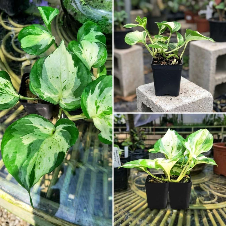 Manjula Pothos / Manjula Money Plant | Decor Hanging Plant for Indoor and Garden | Variegated Money Plant | 1 Healthy Live Plant with Pot