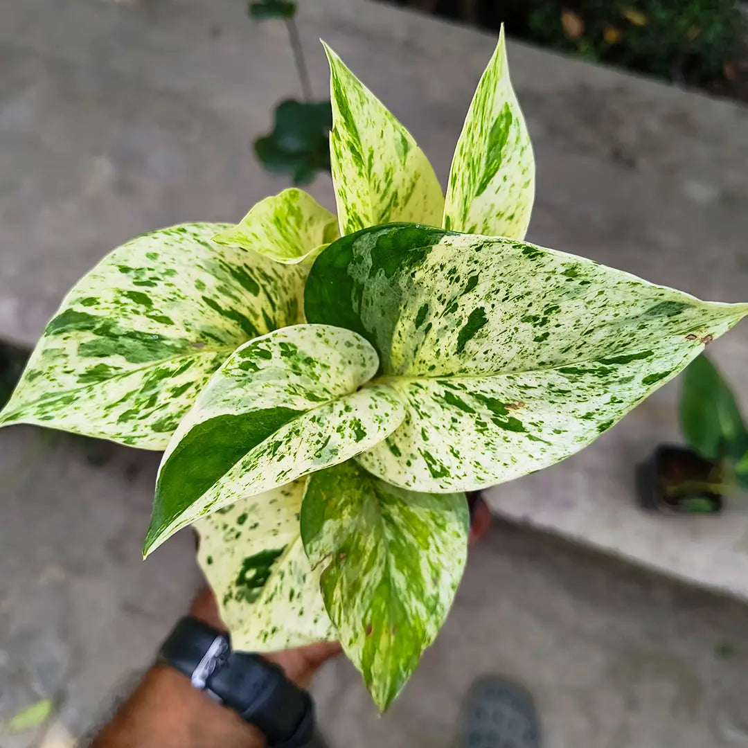 Marble Queen Money Plant | Hanging Plant | Decor Plant for Indoor and Garden | Luck Bringing Table Plant | 1 Healthy Live Plant with Pot