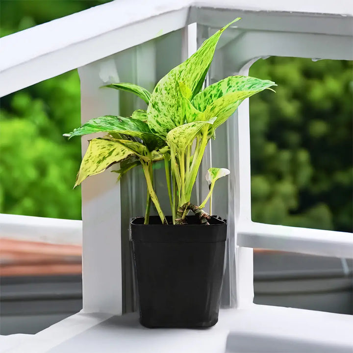 Marble Queen Money Plant | Hanging Plant | Decor Plant for Indoor and Garden | Luck Bringing Table Plant | 1 Healthy Live Plant with Pot