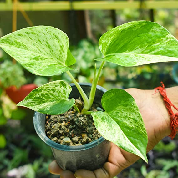 Marble Queen Money Plant | Hanging Plant | Decor Plant for Indoor and Garden | Luck Bringing Table Plant | 1 Healthy Live Plant with Pot