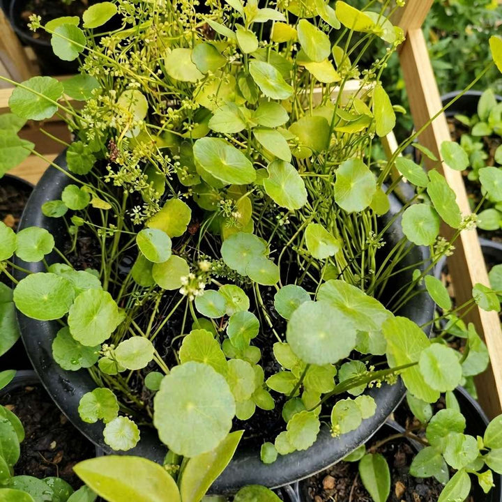 Gachwala Water Pennywort (Hydrocotyle verticillata) - Live aquatic plant - Marsh Pennywort, Shield Pennywort, Brazilian Kodavan